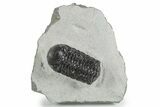 Detailed Austerops Trilobite - Ofaten, Morocco #351915-3